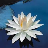 微信头像荷花图片大全 漂亮的莲花微信头像