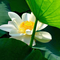 微信头像荷花图片大全 漂亮的莲花微信头像