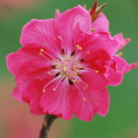 微信头像桃花图片大全 桃花头像高清图片