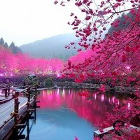 微信头像桃花图片大全 桃花头像高清图片