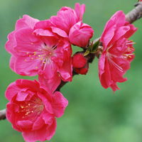 微信头像桃花图片大全 桃花头像高清图片