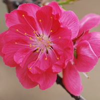 微信头像桃花图片大全 桃花头像高清图片