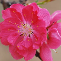 微信头像桃花图片大全 桃花头像高清图片
