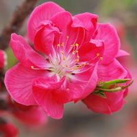 微信头像桃花图片大全 桃花头像高清图片