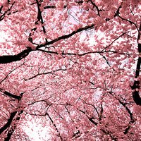 微信头像桃花图片大全 桃花头像高清图片