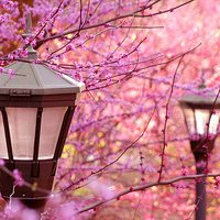 微信头像桃花图片大全 桃花头像高清图片