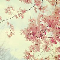 微信头像桃花图片大全 桃花头像高清图片
