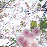 微信头像桃花图片大全 桃花头像高清图片