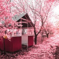 微信头像桃花图片大全 桃花头像高清图片