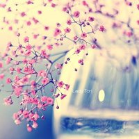 微信头像桃花图片大全 桃花头像高清图片