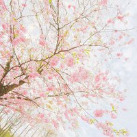 微信头像桃花图片大全 桃花头像高清图片