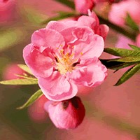 微信头像桃花图片大全 桃花头像高清图片