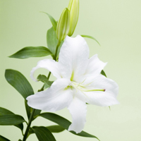 微信头像百合花图片 最漂亮的真实百合花头像大全
