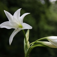 微信头像百合花图片 最漂亮的真实百合花头像大全
