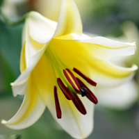 微信头像百合花图片 最漂亮的真实百合花头像大全
