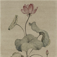 漂亮的卡通荷花图片 池塘里荷花简笔画图片