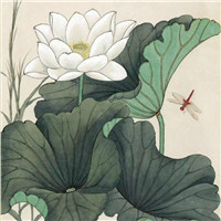 漂亮的卡通荷花图片 池塘里荷花简笔画图片