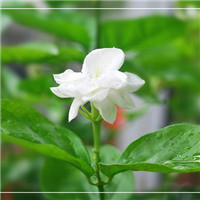 高清茉莉qq头像图片大全