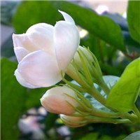 高清茉莉qq头像图片大全