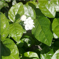 高清茉莉qq头像图片大全