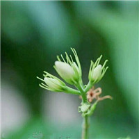 高清茉莉qq头像图片大全