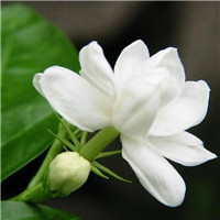 高清茉莉qq头像图片大全
