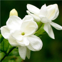 栀子花头像图片唯美 栀子花做微信qq头像