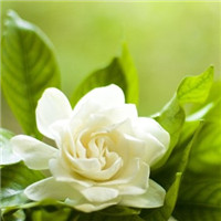 栀子花头像图片唯美 栀子花做微信qq头像