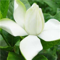 栀子花头像图片唯美 栀子花做微信qq头像