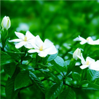 栀子花头像图片唯美 栀子花做微信qq头像