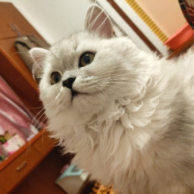 可爱的猫咪头像 搞怪萌萌哒小猫卖萌图片