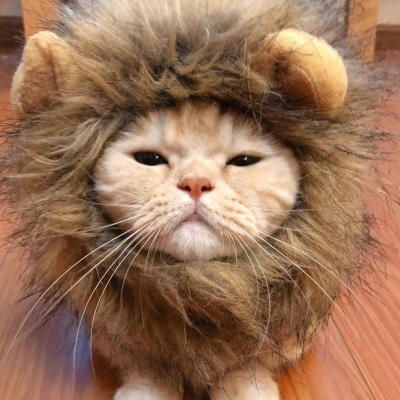 可爱的猫咪头像 搞怪萌萌哒小猫卖萌图片