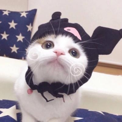 可爱的猫咪头像 搞怪萌萌哒小猫卖萌图片
