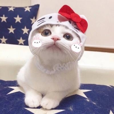 可爱的猫咪头像 搞怪萌萌哒小猫卖萌图片