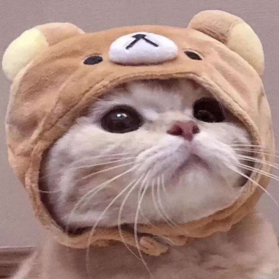 可爱的猫咪头像 搞怪萌萌哒小猫卖萌图片