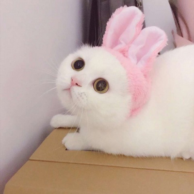 可爱的猫咪头像 搞怪萌萌哒小猫卖萌图片