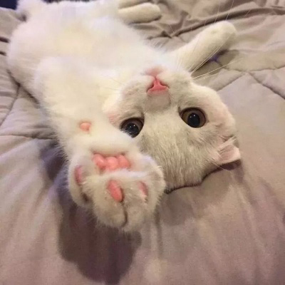 可爱的猫咪头像 搞怪萌萌哒小猫卖萌图片