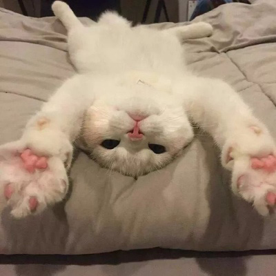 可爱的猫咪头像 搞怪萌萌哒小猫卖萌图片