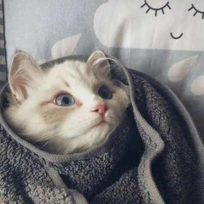 可爱的猫咪头像 搞怪萌萌哒小猫卖萌图片