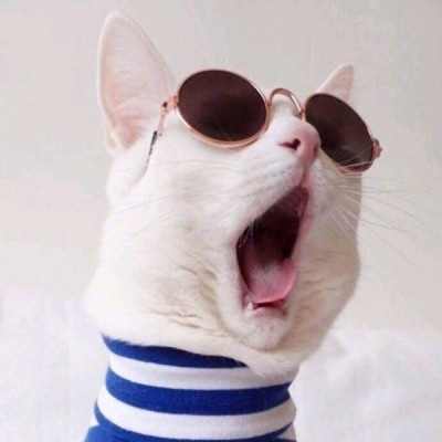 可爱的猫咪头像 搞怪萌萌哒小猫卖萌图片