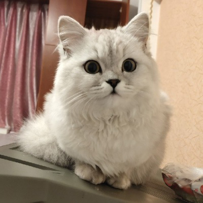 可爱的猫咪头像 搞怪萌萌哒小猫卖萌图片