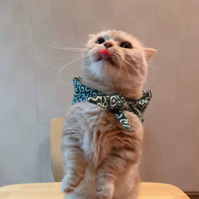 超级可爱的猫猫头像 猫猫图片大全可爱