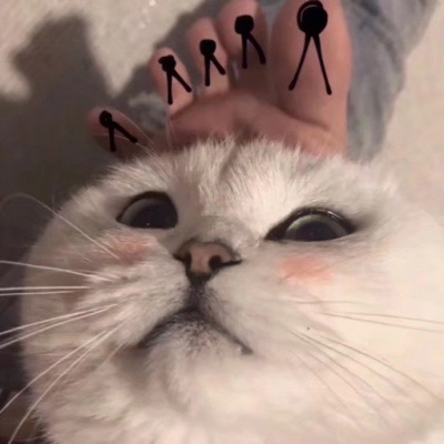 超级可爱的猫猫头像 猫猫图片大全可爱