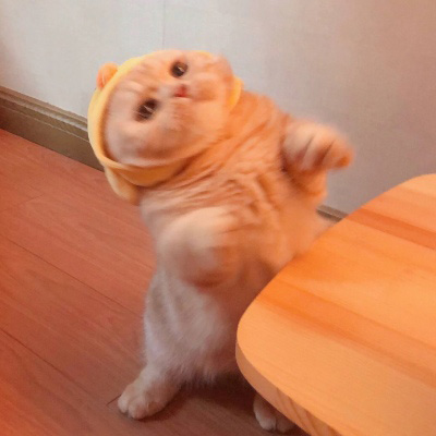 超级可爱的猫猫头像 猫猫图片大全可爱