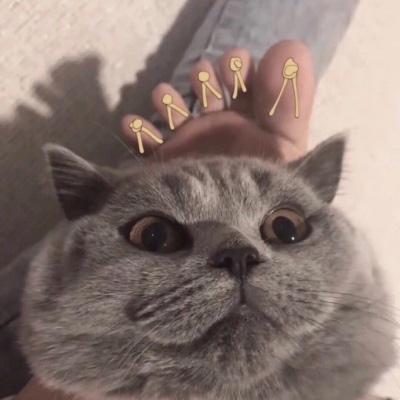 超级可爱的猫猫头像 猫猫图片大全可爱