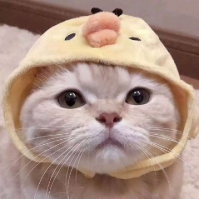 超级可爱的猫猫头像 猫猫图片大全可爱
