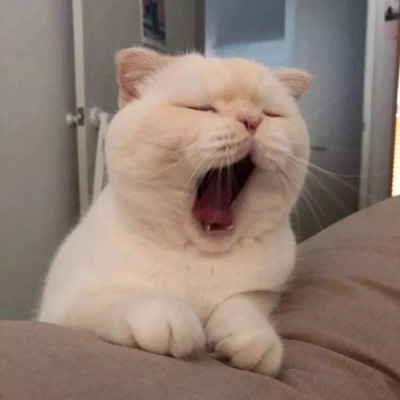 超级可爱的猫猫头像 猫猫图片大全可爱