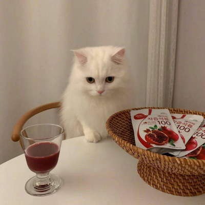 超级可爱的猫猫头像 猫猫图片大全可爱