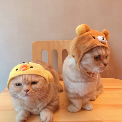 超级可爱的猫猫头像 猫猫图片大全可爱