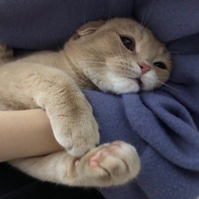 超级可爱的猫猫头像 猫猫图片大全可爱